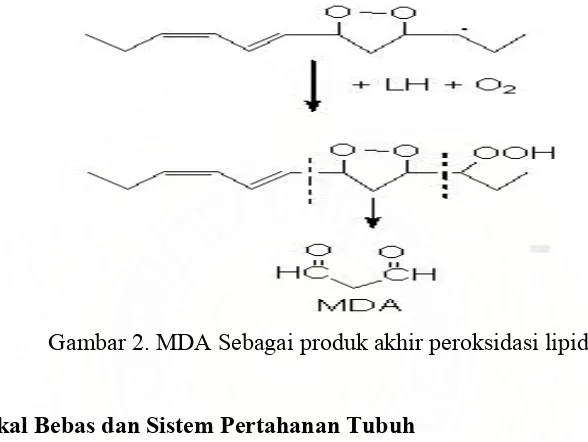 Gambar 2. MDA Sebagai produk akhir peroksidasi lipid 