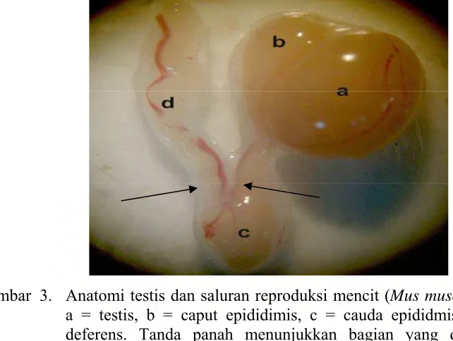 Gambar  3.  Anatomi testis dan saluran reproduksi mencit (Mus musculus L) jantan. a = testis, b = caput epididimis, c = cauda epididmis, dan d = vas 