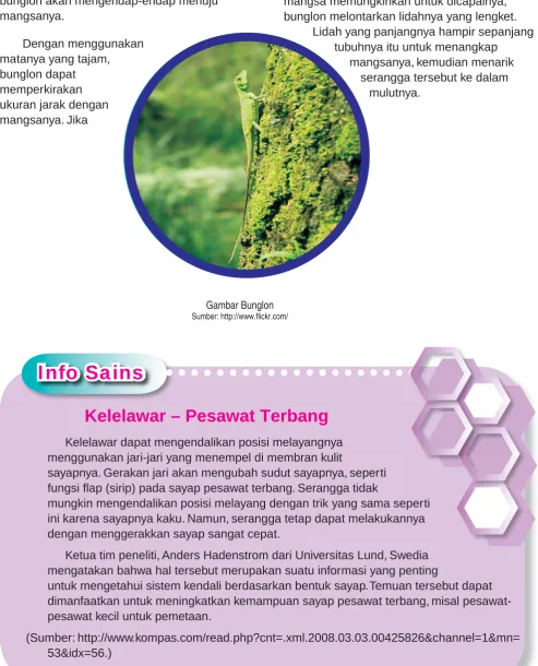 Gambar Bunglon