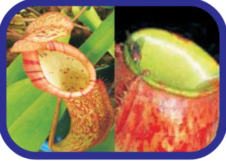 Gambar Tanaman kaktus Sumber: http://www.picture-newsletter.com/