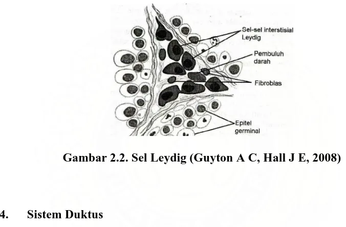 Gambar 2.2. Sel Leydig (Guyton A C, Hall J E, 2008) 