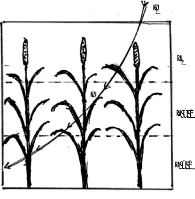 Gambar  2.4 Pengurangan radiasi secara eksponesial pada kanopi tanaman jagung.