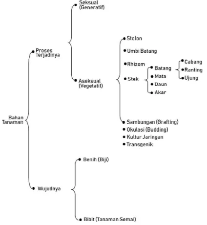Gambar 3.1  Bagan skematis bahan tanaman