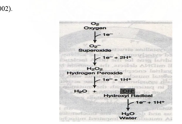 Gambar 2.  Langkah-langkah elektron tunggal pada oksigen mendorong ke arah  pembentukan jenis oksigen yang reaktif seperti superoksida, peroksida hidrogen, dan radikal hidroksil (Beattie, 2002) 