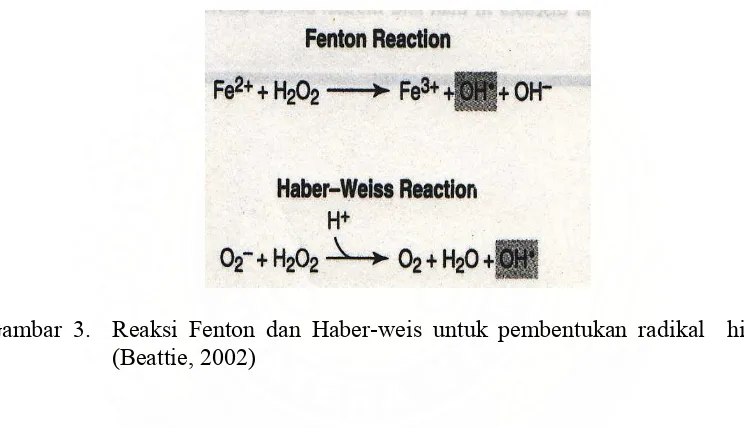 Gambar 3.  Reaksi Fenton dan Haber-weis untuk pembentukan radikal  hidroksil 