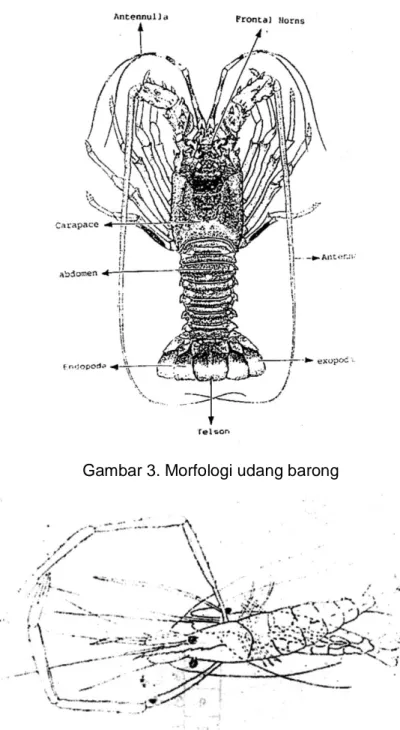 Gambar 5. penampakan ruas abdomen 1-VI dan samping. 