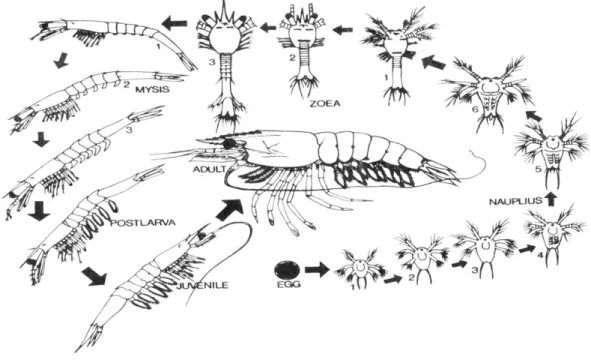 Gambar 3. Siklus Hidup Udang Windu (Penaeus monodon) (Suwignyo,1990). 