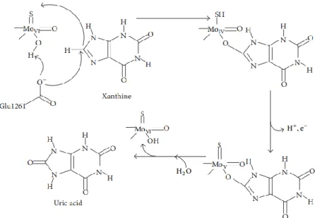 Gambar 2. Transformasi xantin menjadi asam urat oleh XO (Kostic et al, 2015). 
