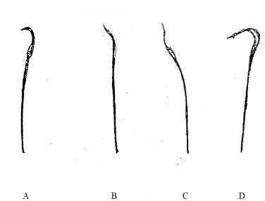 Gambar 3.2. Morfologi Sperma Vas Deferen Mencit (Washington et al., 1983) Gambar A adalah Sperma Normal, dengan Kepala Seperti Kait Pancing, Gambar B, C dan D adalah Sperma Abnormal (B = Sperma dengan Kepala Seperti Pisang, C = Sperma Tidak Beraturan, dan D =  Sperma Terlalu Bengkok) 