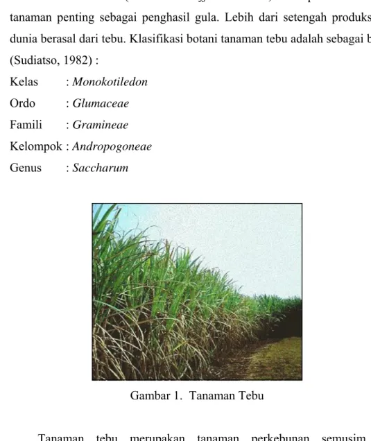 Gambar 1.  Tanaman Tebu 
