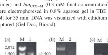 Table II.blaand Duplex-PCR from 97 ESBL-producingTEM, blaSHV, and blaCTX−M genes detected by using Uniplex- K.pneumoniae isolates.