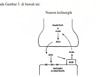 Gambar 3 :  Berbagai peristiwa biokimia yang berlangsung di ujung saraf kolinergik,                        Asetilkolin (ACh), Asetilkolinesterase (AChE) dan reseptor (X)                    