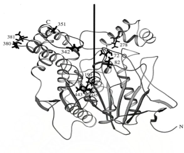 Gambar 5. : Struktur tiga dimensi (3-D) dari asetilkolinesterase                    Torpedo california (Tc AChE)  