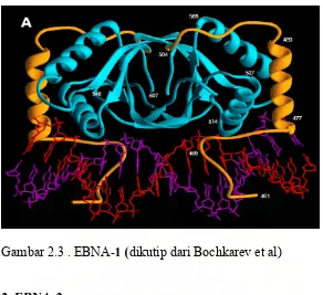 Gambar 2.3 . EBNA-1 (dikutip dari Bochkarev et al) 