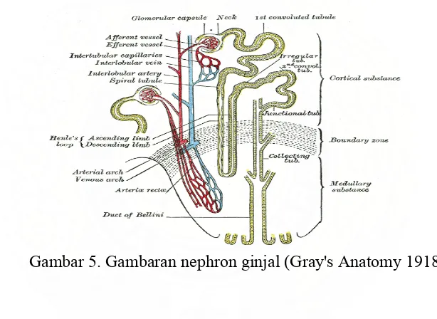 Gambar 5. Gambaran nephron ginjal (Gray's Anatomy 1918). 