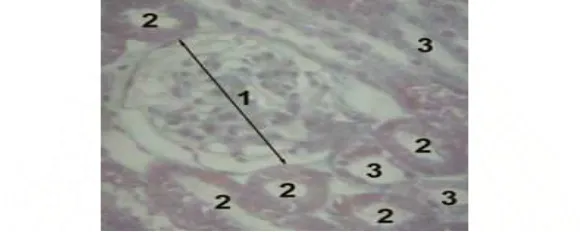 Gambar 6. Histologi ginjal:1.glomerulus,  2.tubulus proksimal, 3.tubulus distal  