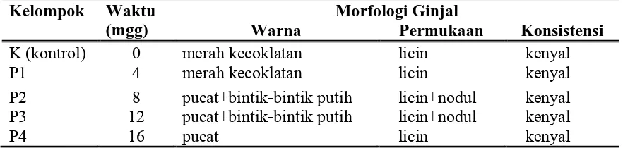 Tabel 6. Morfologi ginjal mencit setelah diberi Pb asetat 100mg/kgBB/oral /hari 