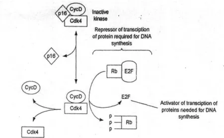 Gambar 2.  Restriction Point Control (Lodish et al, 1999). 