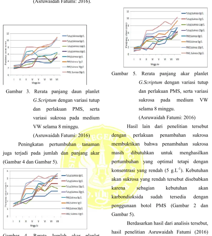 Gambar  3.  Rerata  panjang  daun  planlet  G.Scriptum dengan variasi tutup  dan  perlakuan  PMS,  serta  variasi  sukrosa  pada  medium  VW selama 8 minggu