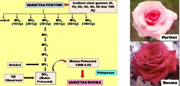 Gambar 5. Proses perakitan varietas Rosma dari awal perlakuan iradiasi sinar gamma  sampai pelepasan sebagai varietas unggul nasional (kiri); perubahan bentuk  dan warna bunga mutan varietas Rosma dari tanaman varietas Pertiwi (kanan)  [19] 