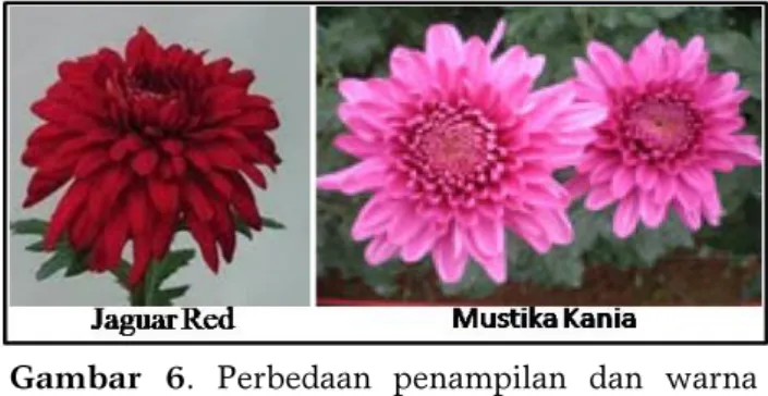 Gambar 6. Perbedaan penampilan dan warna  bunga mutan Mustika Kania dengan  tanaman asalnya Jaguar Red [48]