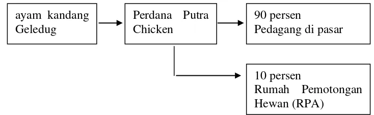 Gambar 2 Saluran pemasaran ayam broiler CV Perdana Putra Chicken 