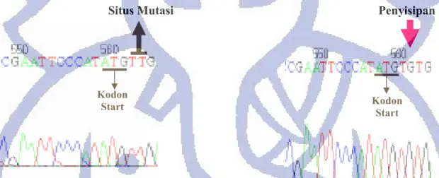 Gambar V.14 Hasil penyisipan deoksiguanosin monofosfat hasil mutagenesis terarah                          pada pET32b IFNα2b G del menghasilkan pET32b IFNα2b  