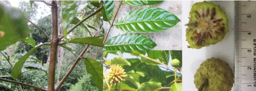 Gambar 1. Daun, bunga, dan buah bangkal