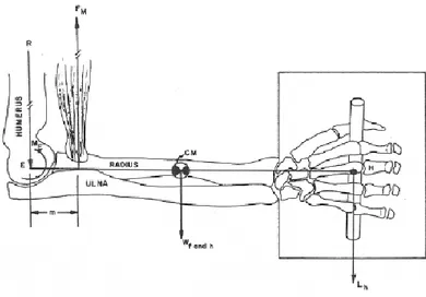 Gambar 1. 6 Single Segment biomechanical model of a forearm and a hand  holding a load in the horizontal position 