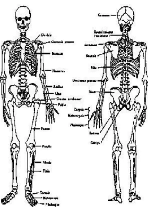 Gambar 1. 2 Pandangan Depan dan Belakang dari Sistem Tulang Manusia  (Nurmianto, 1996) 