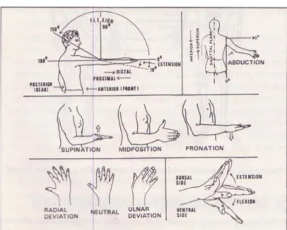 Gambar 1. 3 Gerak Tangan dan Lengan (Nurmianto, 1996) 