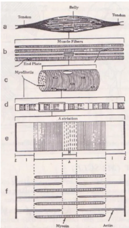 Gambar 1. 4 Struktur Otot Manusia (Nurmianto, 1996) 