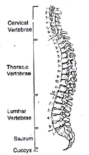 Gambar 1. 5 Klasifikasi dan kodifikasi pada vertebrae (Nurmianto, 1996) 