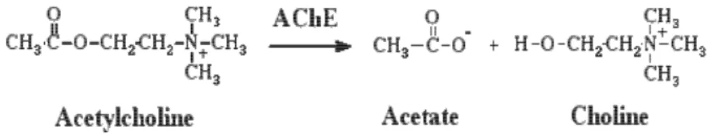 Gambar 2.3. Reaksi Hidrolisis Asetilkolin Menjadi Asetat dan Kolin oleh   Enzim Asetilkolinesterase xxv