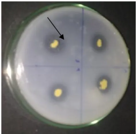 Gambar  1.Lingkaran zona  bening (tanda  panah) yang  dibentuk oleh bakteri pelarut fosfat