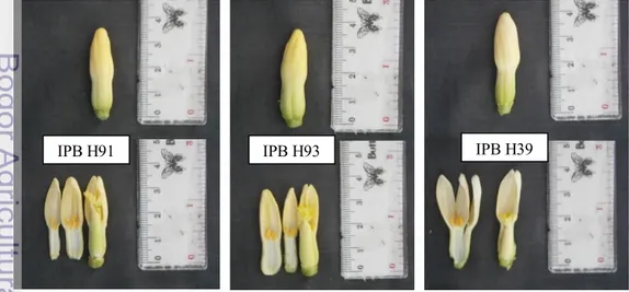 Gambar 3. Bunga hermaprodit ketiga genotipe pepaya hibrida 