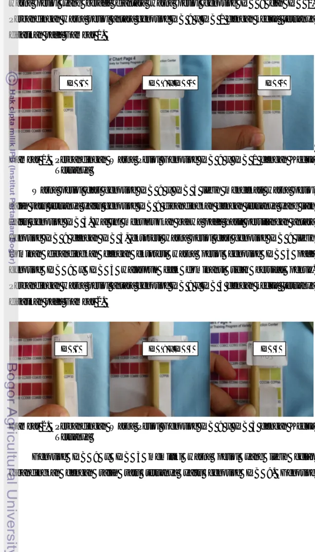 Gambar 1.  Perbandingan  Warna  Petiol  Genotipe  IPB  9  x  IPB  1  dengan  Kedua  Tetuanya 