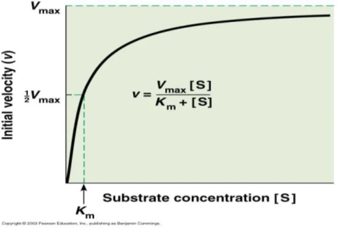 Grafik  hubungan  antara  laju  reaksi  enzim  dan  konsentrasi  substrat  Michaelis  Menten dapat dilihat pada gambar berikut