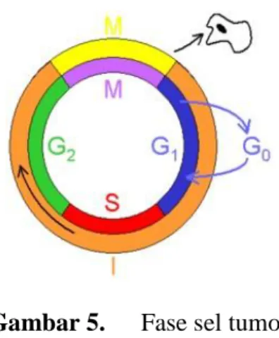 Gambar 5.  Fase sel tumor 