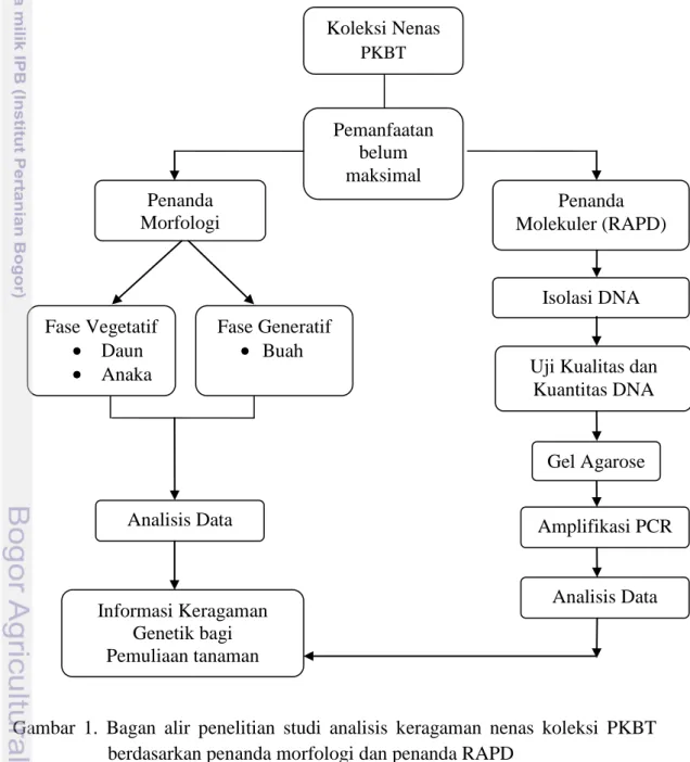 Gambar  1.  Bagan  alir  penelitian  studi  analisis  keragaman  nenas  koleksi  PKBT  berdasarkan penanda morfologi dan penanda RAPD               
