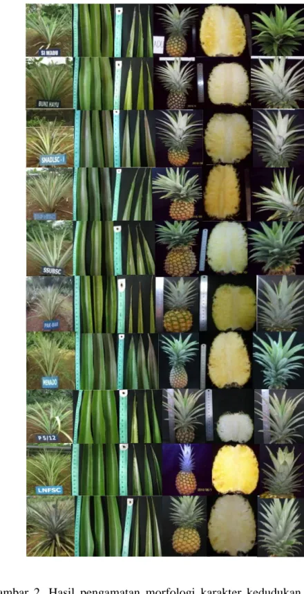 Gambar  2.  Hasil  pengamatan  morfologi  karakter  kedudukan  daun(1),  warna  daun  tua  (2),  distribusi  duri  (3),  warna  buah  matang  (4),  warna  daging  buah  (5),  dan    bentuk  mahkota  6)  pada  SMDU  (A),   C-BNHYU (B), SC-NAD (C), SC-PRBA (