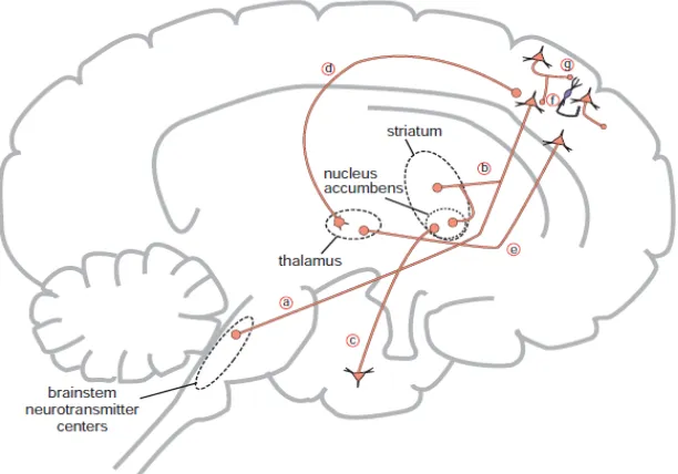 Gambar 3. Jalur glutamat di dalam otak manusia (Stahl, 2013).. 