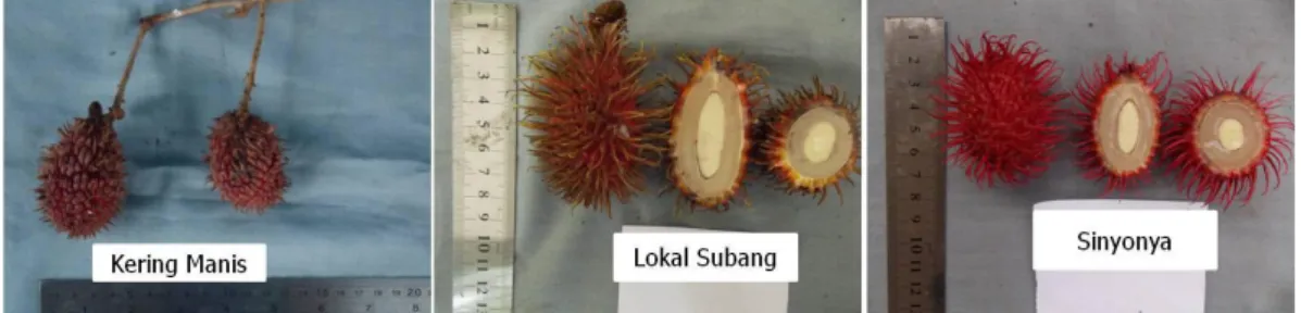 Gambar 4. Keragaan buah rambutan aksesi Kering Manis, Lokal Subang, dan  Sinyonya. 