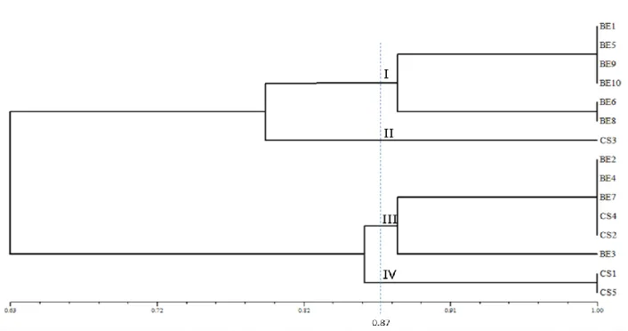 Gambar  10.  Dendogram  pengelompokan  15  DNA  jagung  berdasarkan  koefisien  kesamaan  genetik  DNA  dengan 5 marker Simple Sequence Repeat (SSR) 