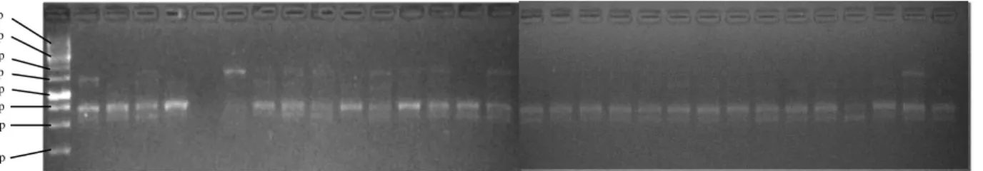 Gambar  1.  Elektroforegram  amplifikasi  30  DNA  Andaliman  dengan  primer  OPD-13,  ket  ;  M  =      marker  ladder 100 bp , Kab Dairi : (1-18), Kab Karo : (19-21), dan Kab Simalungun (22-30) 