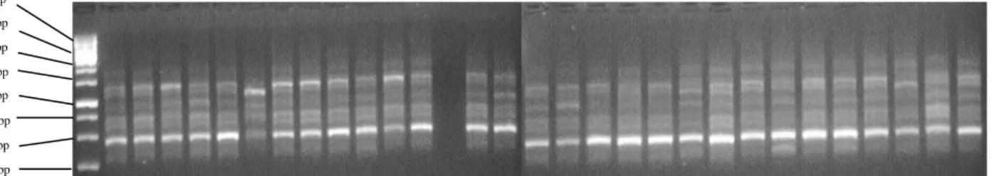 Gambar  5.  Elektroforegram  amplifikasi  30  DNA  Andaliman  dengan  primer  OPM-01,  ket  ;  M  =  marker  ladder 100 bp , Kab Dairi : (1-18), Kab Karo : (19-21), dan Kab Simalungun (22-30) 