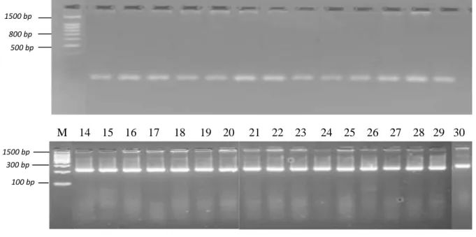 Gambar 4.   Elektroforegram amplifikasi 30 DNA  klon kelapa sawit BTC 60 Socfindo dengan  menggunakan primer FR 3745