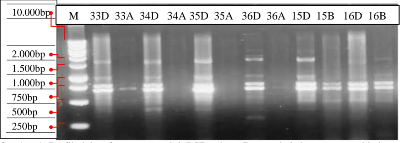 Gambar 1. Profil elektroforegram produk PCR primer Beta pada beberapa sampel kelapa sawit  Keterangan: 