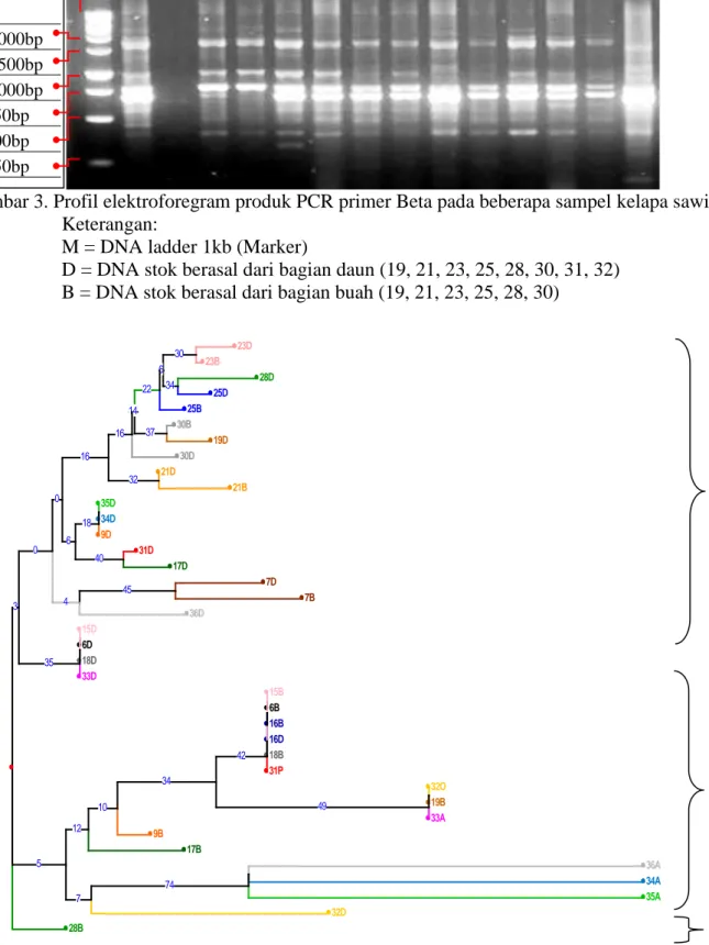 Gambar 4. Profil filogenik dendogram Neighbor-Joining dari 38 sampel DNA stok kelapa sawit  berdasarkan Matrix Dissimilarity Simple Matching dengan primer Beta 