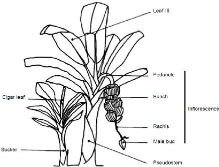 Gambar 2.  Morfologi Tanaman Pisang (IPGRI, 1996) 